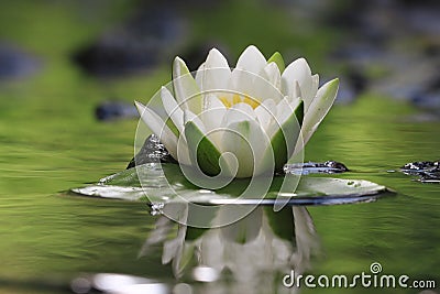 Flower lily at pure water Stock Photo