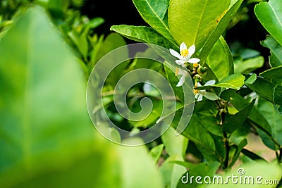 Flower of lime Stock Photo