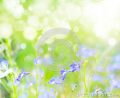 Flower. macro/ depth of field Stock Photo
