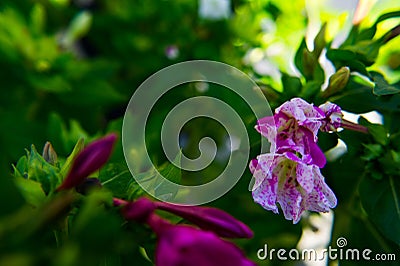 Flower macro violet petal plant Stock Photo