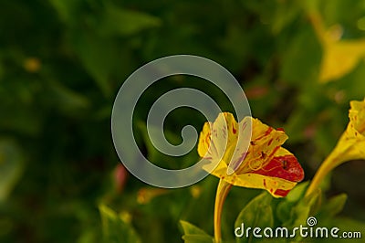 Flower macro violet petal plant Stock Photo