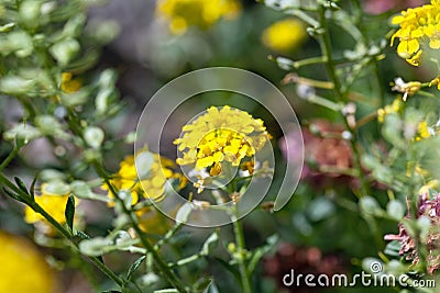 Flower of a madwort, Alyssum wulfenianum Stock Photo