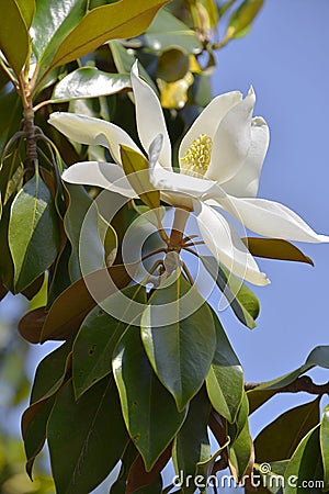 Flower of Magnolia grandiflora Stock Photo