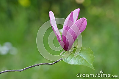 Flower of magnolia Stock Photo