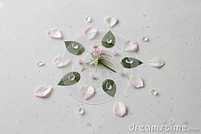 Flower Mandala on Gray Background. Geometrical floral composition. Rose laid out on the petals. Stones rose quartz and rock Stock Photo