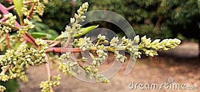 Flower on mango tree Stock Photo