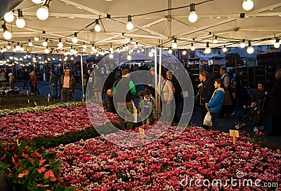 Flower market (cyclamen) Editorial Stock Photo