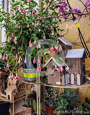 The flower market in Paris located on the Ile de la Cite, between the Notre-Dame Cathedral and Sainte-Chapelle chapel. Stock Photo