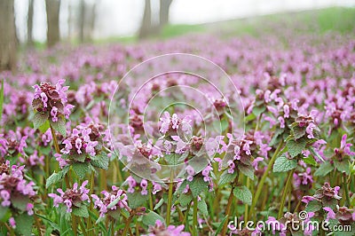 Flower meadow Stock Photo