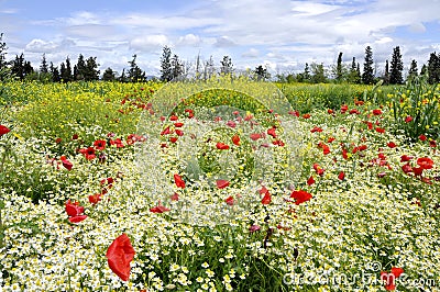 Flower meadow Stock Photo