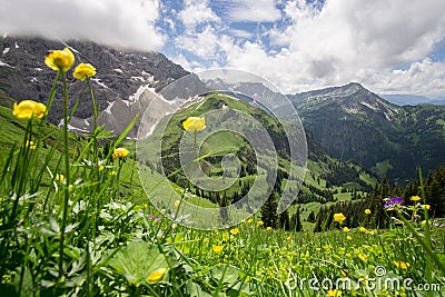 Flower meadow high up in the mountains Stock Photo