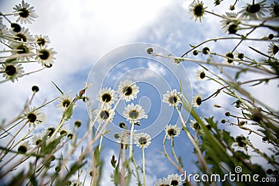 Flower meadow in the summer Stock Photo