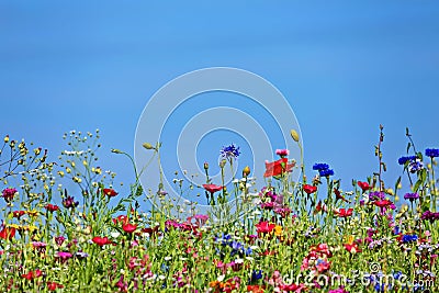 Flower meadow in the summer Stock Photo