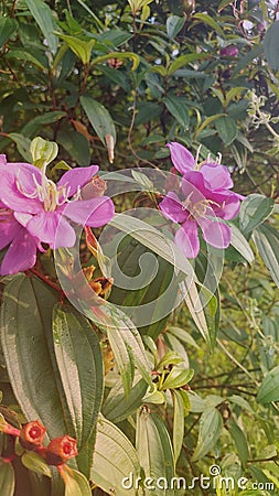 flower Melastoma malabathricum Stock Photo