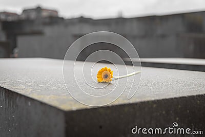 Flower in Memorial to the Murdered Jews of Europe in Berlin, Ger Editorial Stock Photo