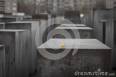 Flower in Memorial to the Murdered Jews of Europe in Berlin, Ger Editorial Stock Photo