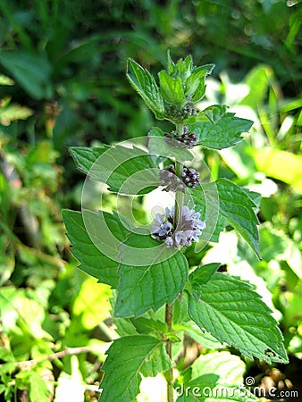 Flower mint in the green grass Stock Photo