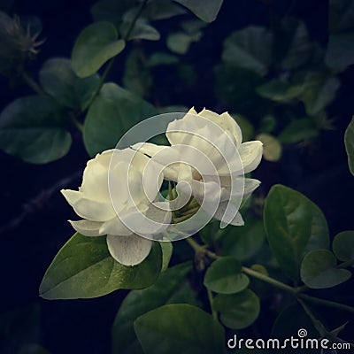 A flower of Mogra in india Stock Photo