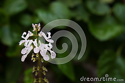 Flower of the money plant (Plectranthus verticillatus) Stock Photo