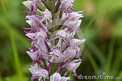 Flower of the Monkey orchid Orchis simia Stock Photo