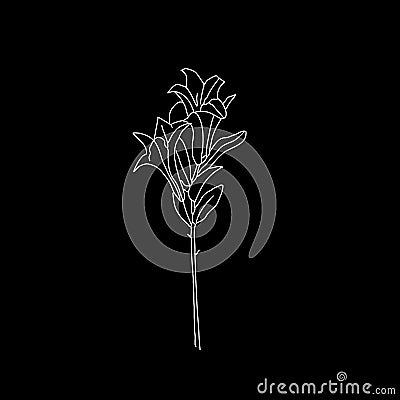 Flower monochrome vector illustration. Beautiful tiger lilly isolated on black background. Element for design of greeting cards Cartoon Illustration