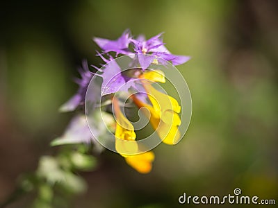 Flower mother and stepmother. Stock Photo