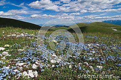 Flower & mountains - Campo Imperatore Stock Photo