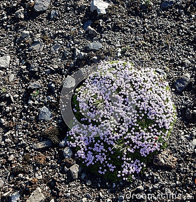 Flower in the mountains at Landmannalaugar Stock Photo