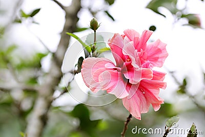 The flower of multiple lobes Hibiscus syriacus Stock Photo