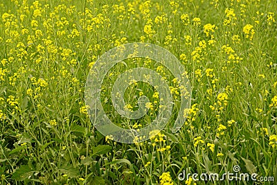 Flower of mustard from uttarpradesh Stock Photo