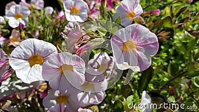 Flower Stock Photo