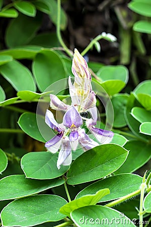 The flower name Kanpai Mahidol. The scientific name is Afgekia mahidoliae B. L. Burtt %26 Chermsir Stock Photo