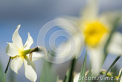 Flower narcissus Stock Photo