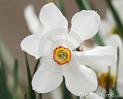 Flower Narcissus poetic close-up Stock Photo