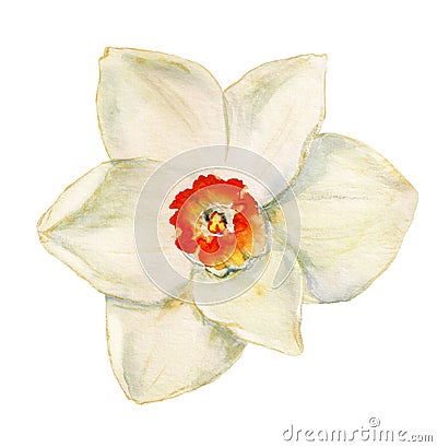 Flower of narcissus Stock Photo