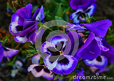 Flower naturalbeauty antalya turkey newyorkcity Stock Photo