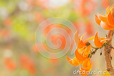 The flower in nature background Stock Photo