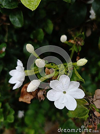 Flower nature plant Stock Photo