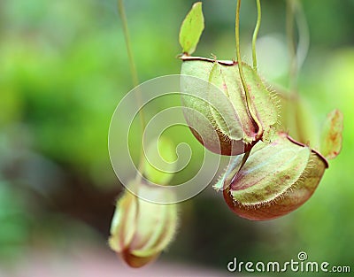 Flower Nepenthes Stock Photo