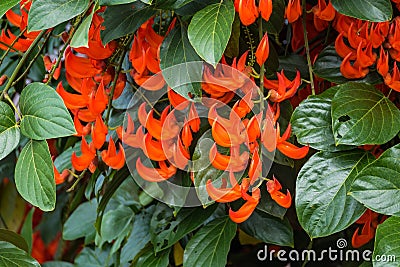 Flower of New Guinea creeper, Red Lade Vine in the garden Stock Photo