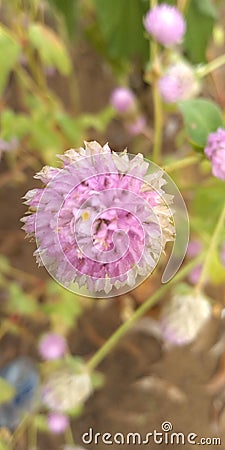 Flower nice Stock Photo