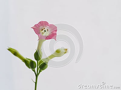 Flower of nicotine tobacco on a light background. Close up Stock Photo