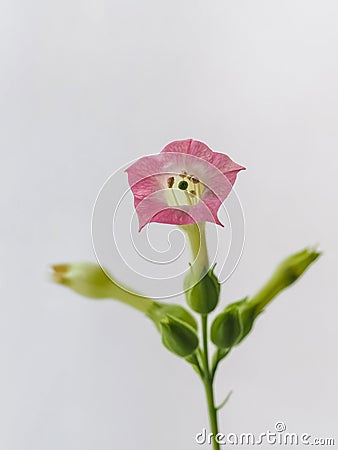 Flower of nicotine tobacco on a light background. Close up Stock Photo