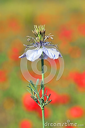 Flower of Nigella gallica, a wildland weedy plant Stock Photo