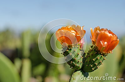 Flower of nopal cactus Stock Photo