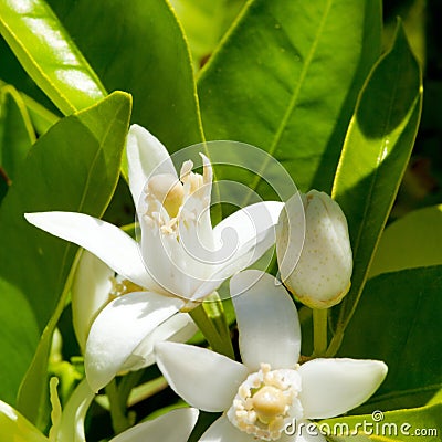 Flower orange blossom in spring in pollinating Stock Photo