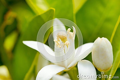 Flower orange blossom in spring in pollinating Stock Photo