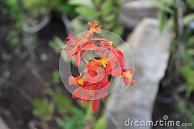 Flower orange Brazilian City Belo Horizonte Stock Photo