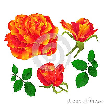 Flower orange rose and buds vintage on a white background Set first vector illustration editable Vector Illustration