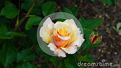 Flower of orange rose in garden on a bush, close-up, selective focus, shallow DOF Stock Photo
